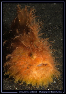 Hairy Frog Fish... ;O)... by Michel Lonfat 